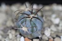 Echinocactus horizonthalonius PD 84